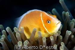 clown fish spleping by Alberto D*este 